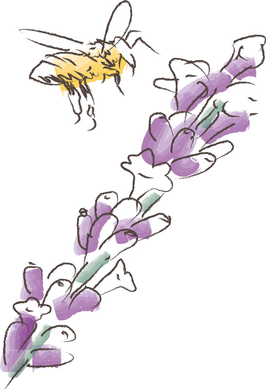 pollen création illustration abeille et lavande